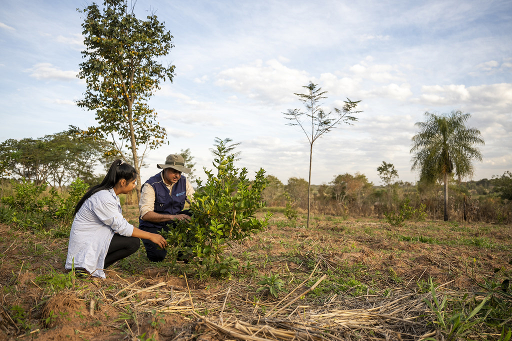 Elva Rosa Gauto y Luis Britos, oficial forestal de la FAO, hablan sobre el crecimiento de los árboles cítricos facilitado por el proyecto PROEZA.